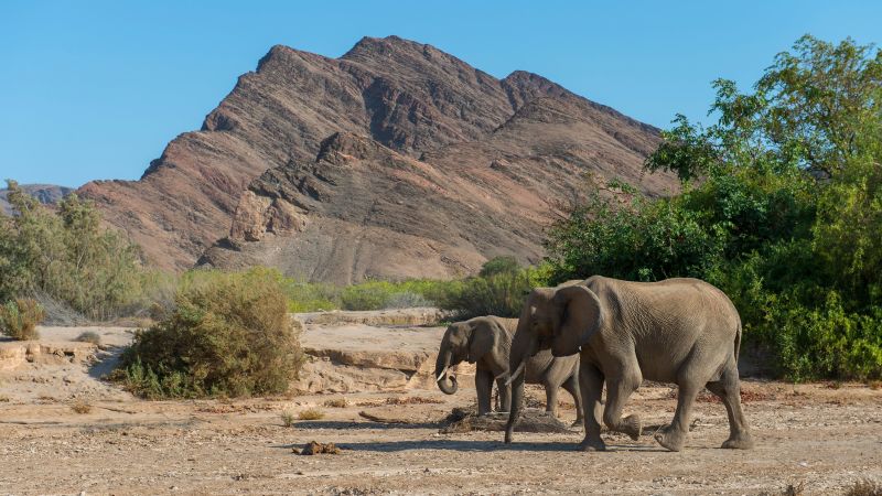 African leaders say elephants need to die for food. Critics say it’s cruel and won’t work