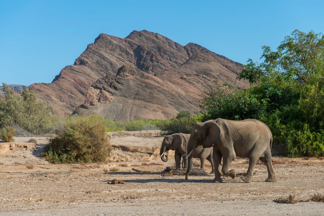 Elefantes en el valle del río Hoanib en el norte de Damaraland y Kokoland, Namibia.