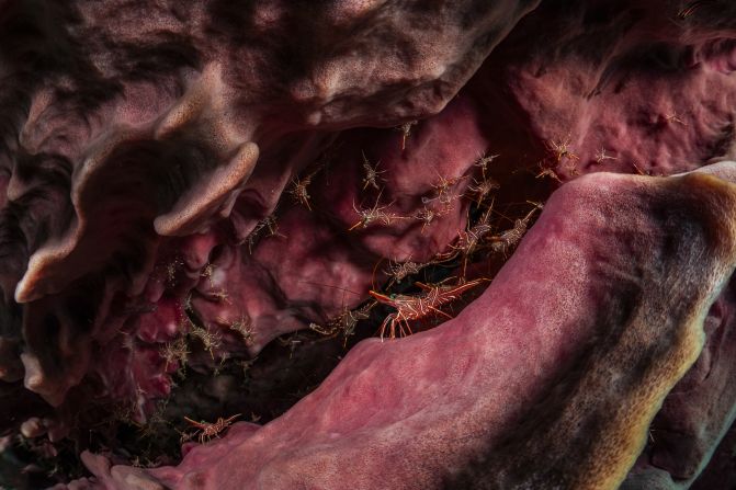 A hingebeak shrimp colony in the hollow of a barrel sponge, shot by Nataya Chonecadeedumrongkul, is a finalist in the wildlife category.