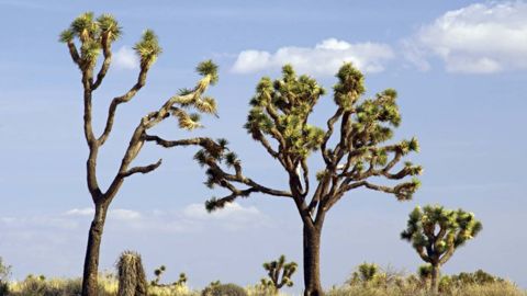 national park visiting tips Joshua Tree National Park