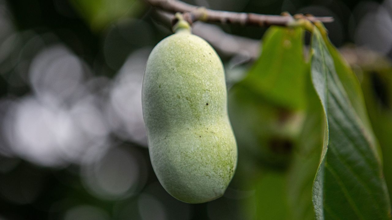 Pawpaw trees bearing fruit are seen at KSU's Harold R. Benson Research & Demonstration Farm in Frankfort, Kentucky, on July 17, 2023.