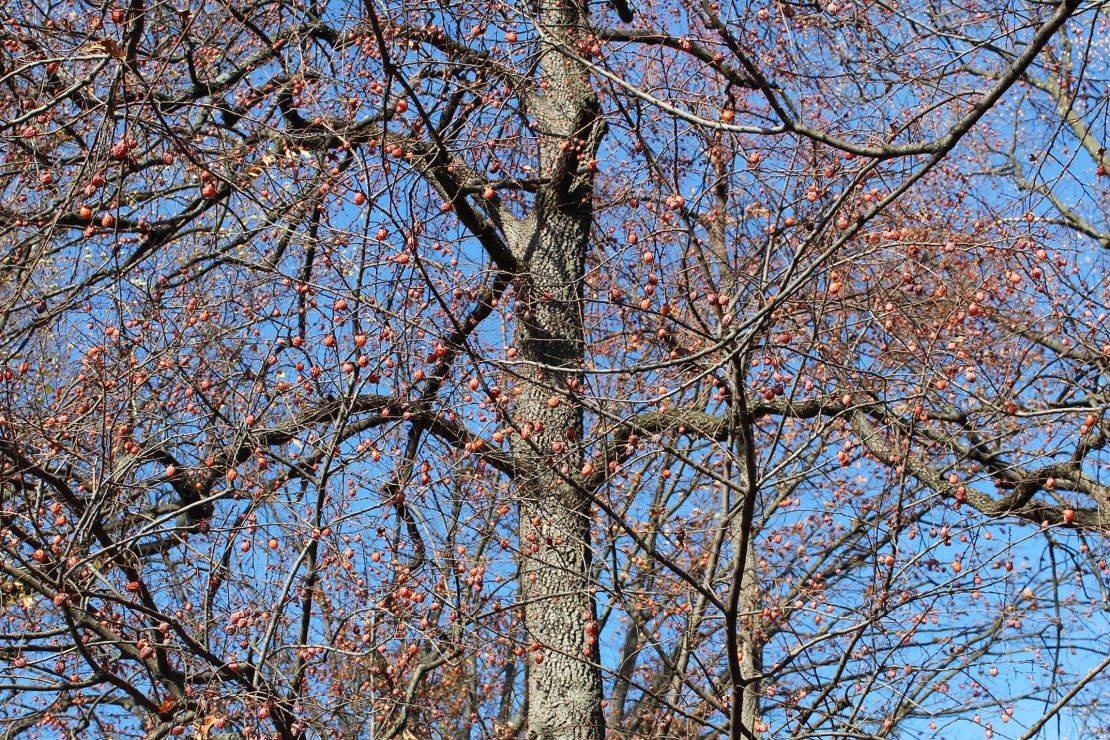 American persimmons growing in Green-Wood Cemetery, Brooklyn.