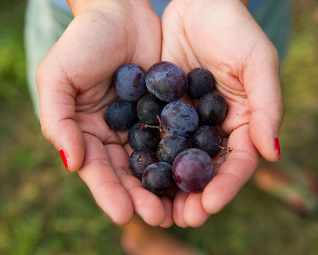 Beach plums are harvested in Federalsburg, Maryland.