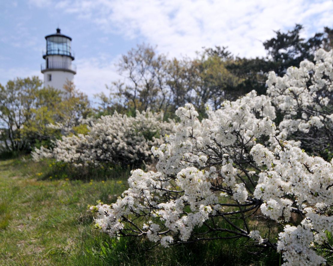 Beach plums in bloom in North Truro, Massachusetts, in 2023.