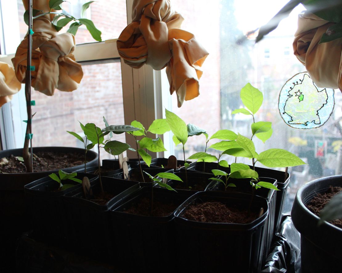 Pawpaw saplings grow in Farzan's Brooklyn home.