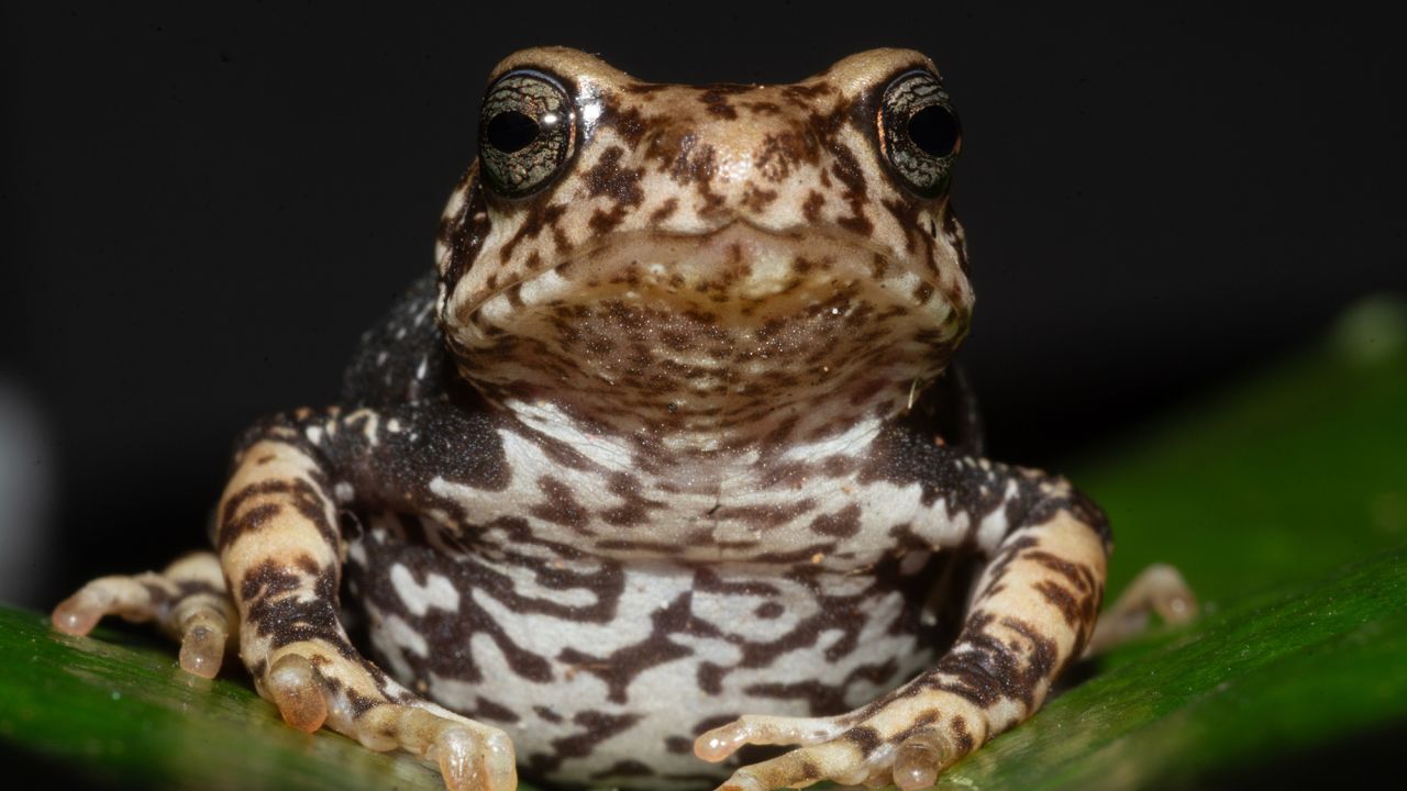 One of the newly described toad species, Nectophrynoides luhomeroensis