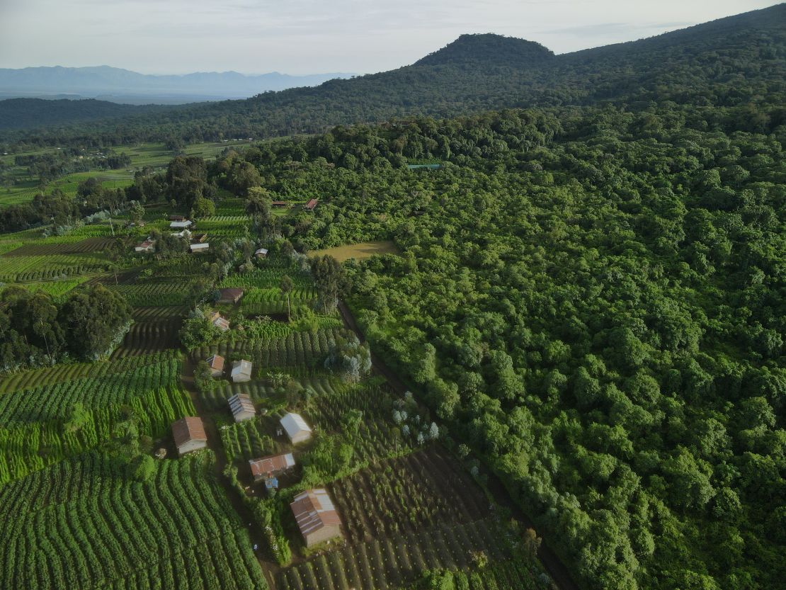 Humans are increasingly encroaching on gorilla habitat and threatening the species' survival.