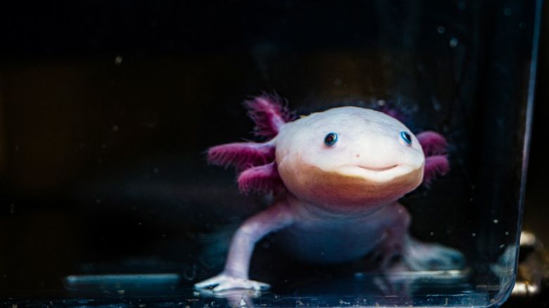 El estudio de la función de señalización del ácido retinoico en estas salamandras acuáticas "sonrientes" podría ayudar a los científicos a desarrollar nuevos métodos de curación y terapias génicas para humanos.