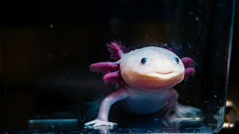 12/11/24 - BOSTON, MA. -  Northeastern chair and professor of biology James Monaghan works with axolotls in his lab in the Mugar Life Sciences on Wednesday, Dec. 11, 2024. Photo by Alyssa Stone/Northeastern University

