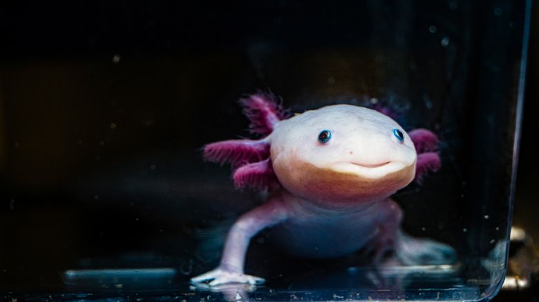 12/11/24 - BOSTON, MA. -  Northeastern chair and professor of biology James Monaghan works with axolotls in his lab in the Mugar Life Sciences on Wednesday, Dec. 11, 2024. Photo by Alyssa Stone/Northeastern University

