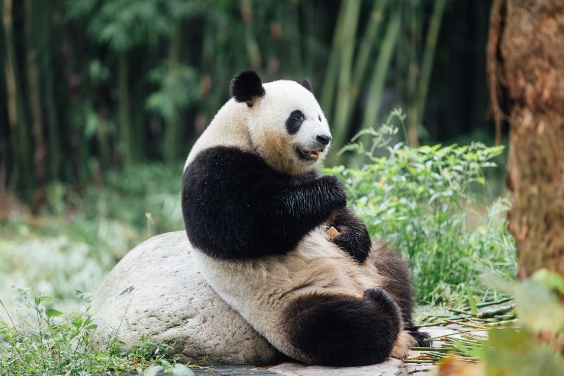 Panda pair arrive to VIP welcome in Hong Kong, as Beijing marks 75 years of communist China | The Gentleman Report