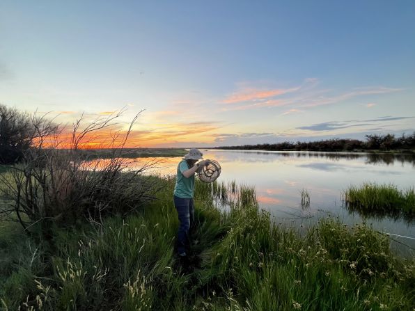 Successful reintroductions of fish after going extinct in the wild are few and far between. Conservationists must confront legal restrictions, and the possibility that old habitats are now too polluted or taken over by other fish. Here, graduate student Casey Ernest assesses her catch in desert wetlands near Bitter Lake, New Mexico. These wetlands are home to endemic fishes found nowhere else.