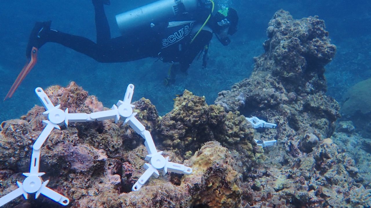 These devices are helping deliver 1 million baby corals to the Great ...