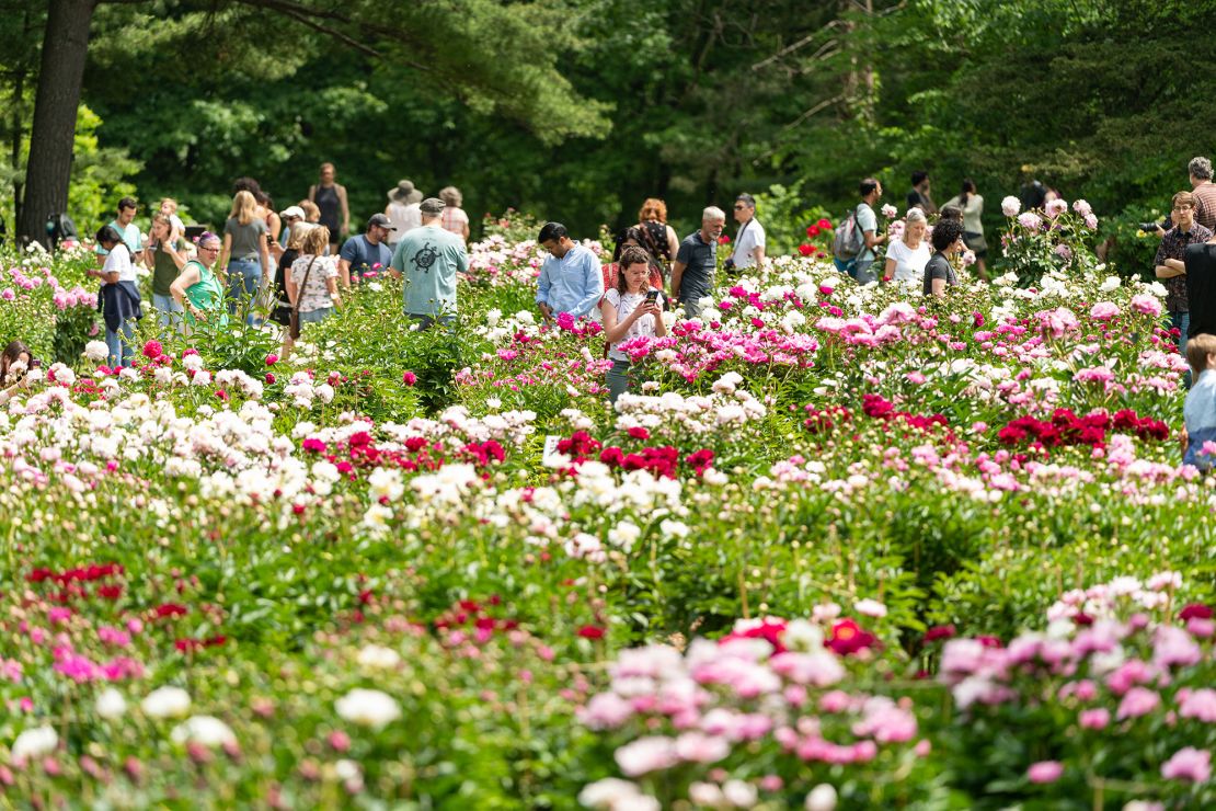 Los visitantes exploran los jardines de peonía en Nichols Arboretum 