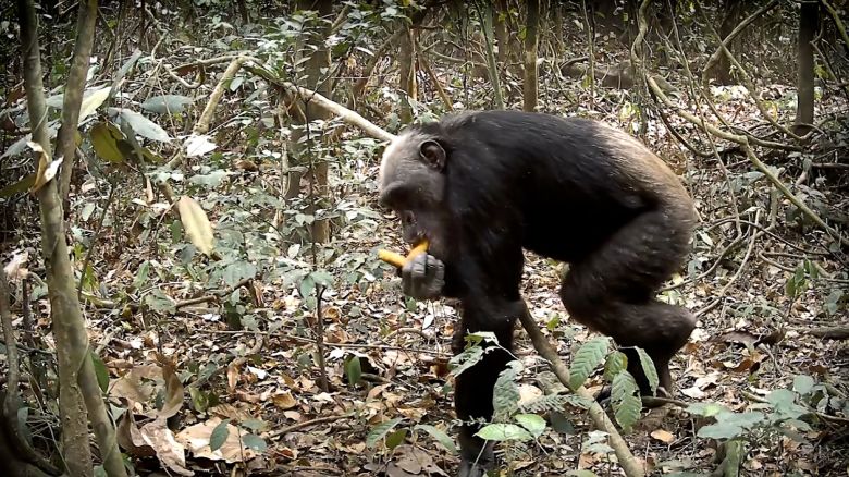 nigerian chimp.jpg