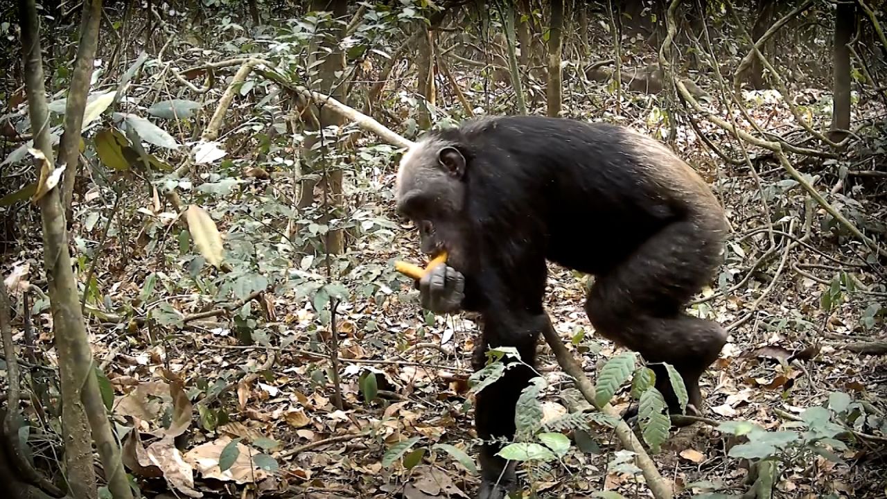 nigerian chimp.jpg