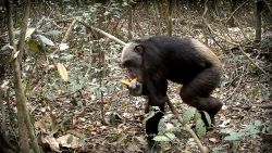 nigerian chimp.jpg
