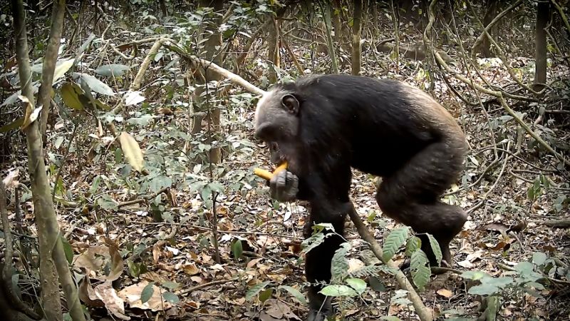 Protecting Nigeria’s endangered primates | CNN