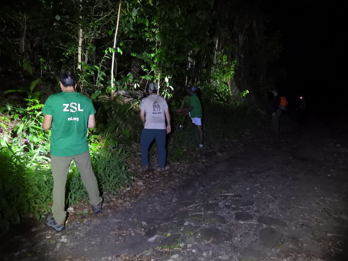 A research team spent 26 days searching for the mountain chicken frog in Dominica. The team counted 23 frogs, but two of those were found dead in the road.