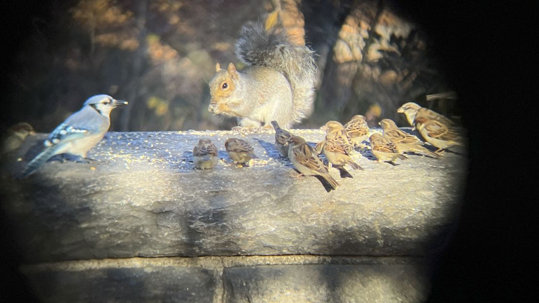 Several birds and a squirrel eating some seeds.