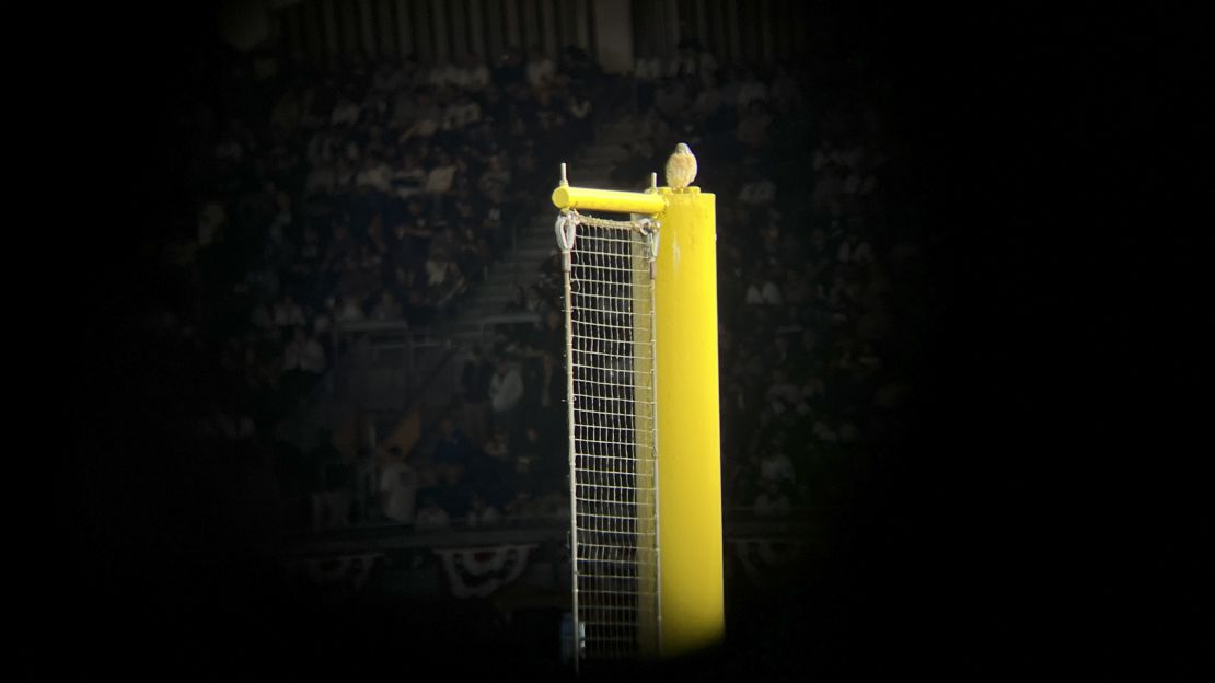 A small falcon perched atop the foul pole of a baseball stadium.