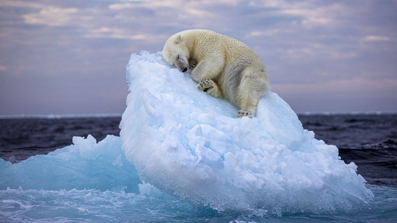 Изображение на дремеща полярна мечка печели най-добрата награда за фотография на дивата природа