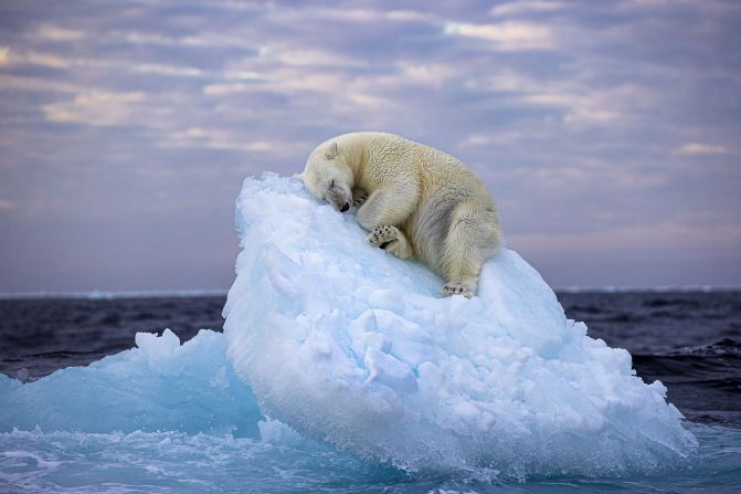 Ice bed: A polar bear naps on an ice bed carved into a small iceberg in the far north, off Norway’s Svalbard archipelago. Winner of the People's Choice Award.
