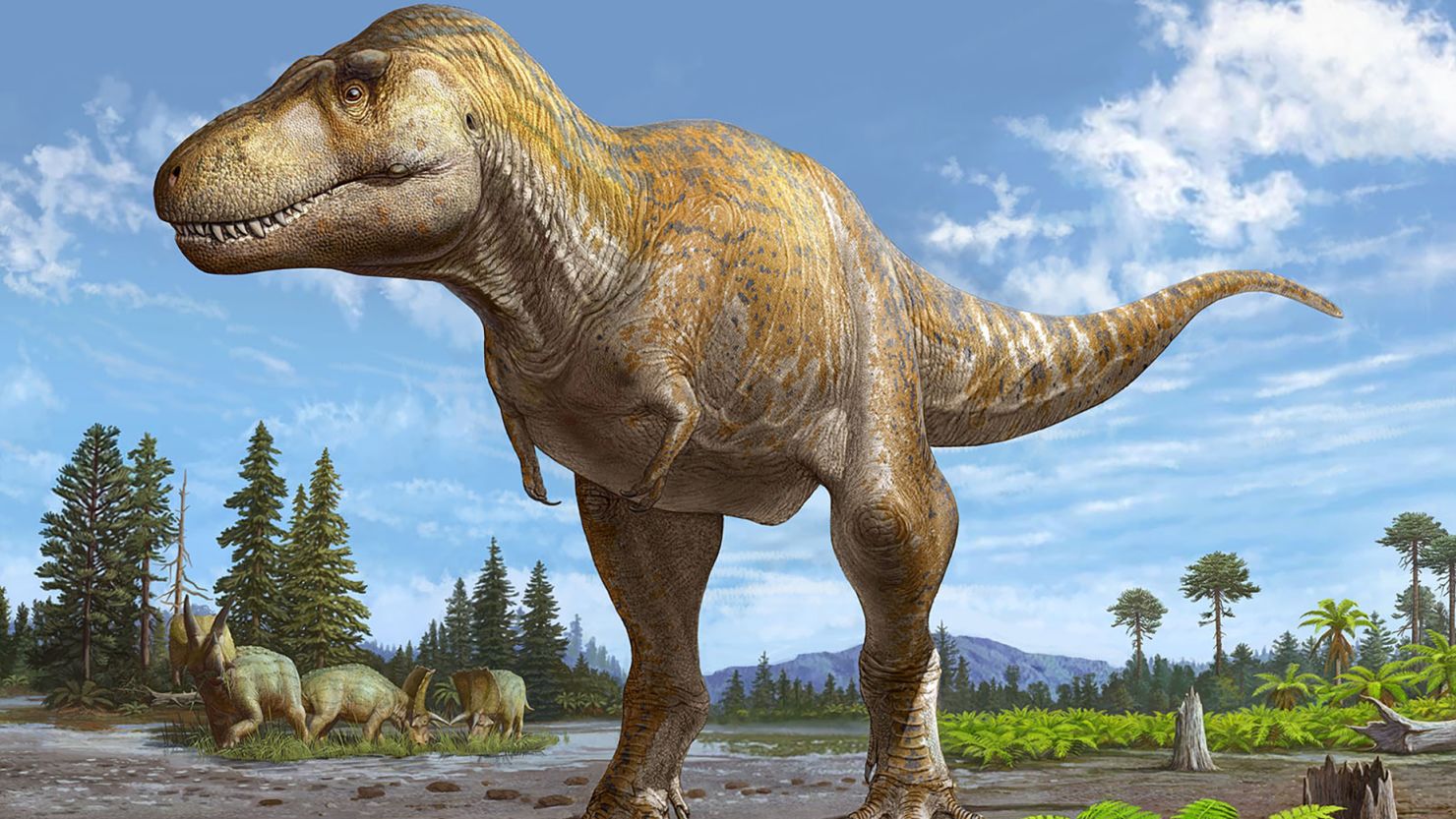 A rendering shows Tyrannosaurus mcraeensis, a newly discovered relative of Tyrannosaurus rex. The creature likely roamed Earth up to 7 million years before T. rex.