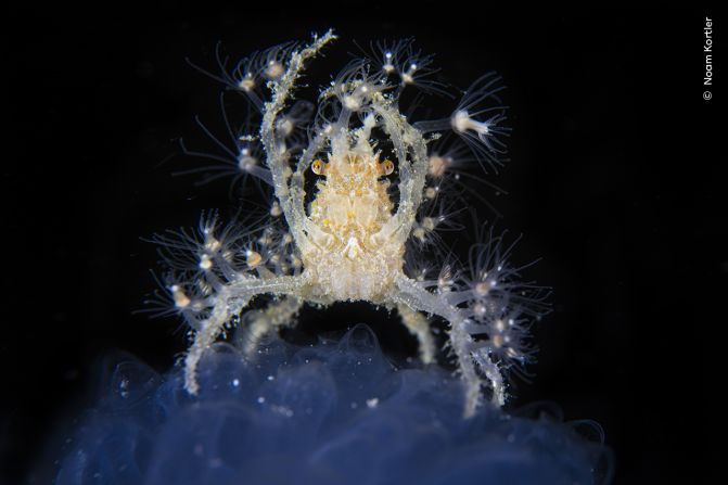 Noam Kortler's photograph shows a decorator crab standing on a sea squirt as it combs the water for plankton off Komodo island, Indonesia.