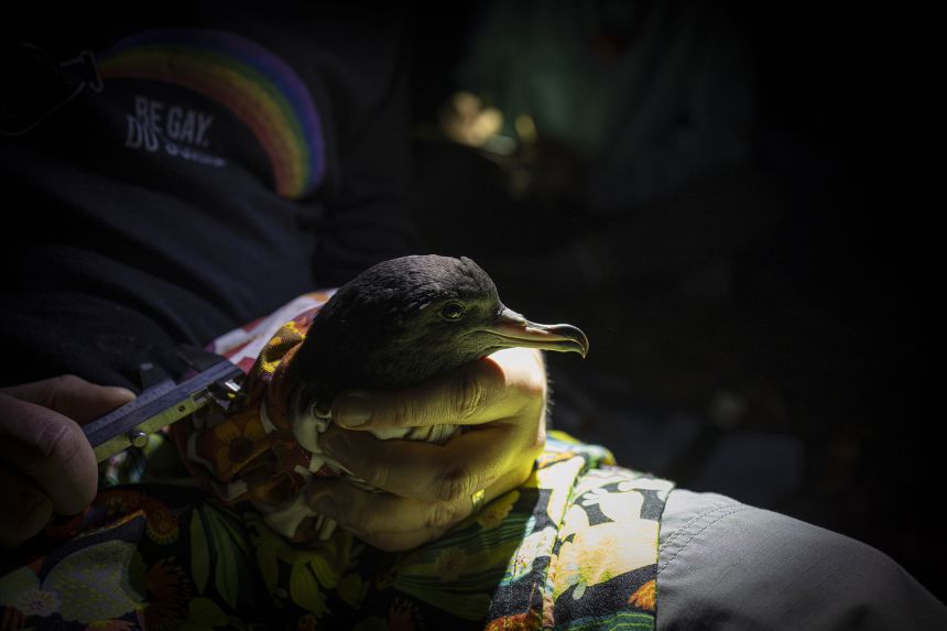 An 80-day-old Sable Shearwater chick having body data taken for long-term monitoring.