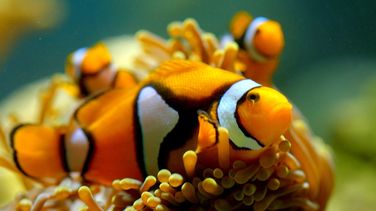 Clownfish are among the species depicted in the Peacock documentary "Queer Planet."