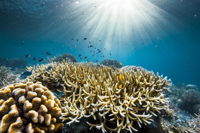 The film shines a light on underwater worlds, from rich coral reefs – like those pictured here in Raja Ampat, Indonesia – to kelp forests and the deep sea.