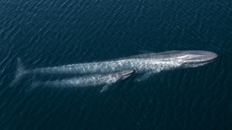 One example Attenborough gives of these remarkable recoveries is that of whales, which were hunted to the brink of extinction, but since a ban on commercial whaling, many species have made a comeback. Here, a blue whale mother and calf are photographed in the Gulf of California, Mexico.