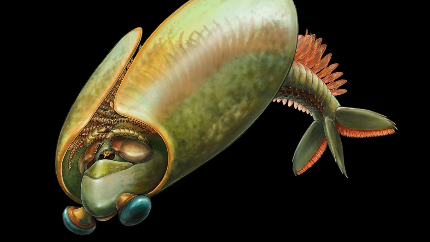 The extinct arthropod Odaraia alata may have swum upside down, gathering food with tiny spines along its legs.