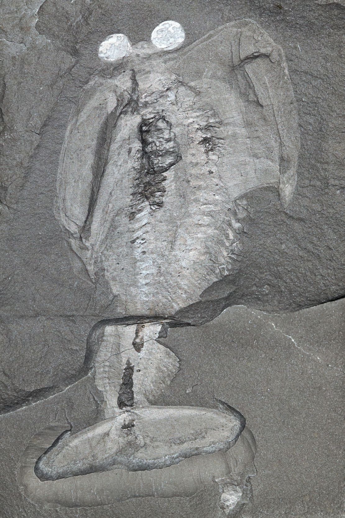 Scientists first discovered fossils of Odaraia in the Burgess Shale in 1912.