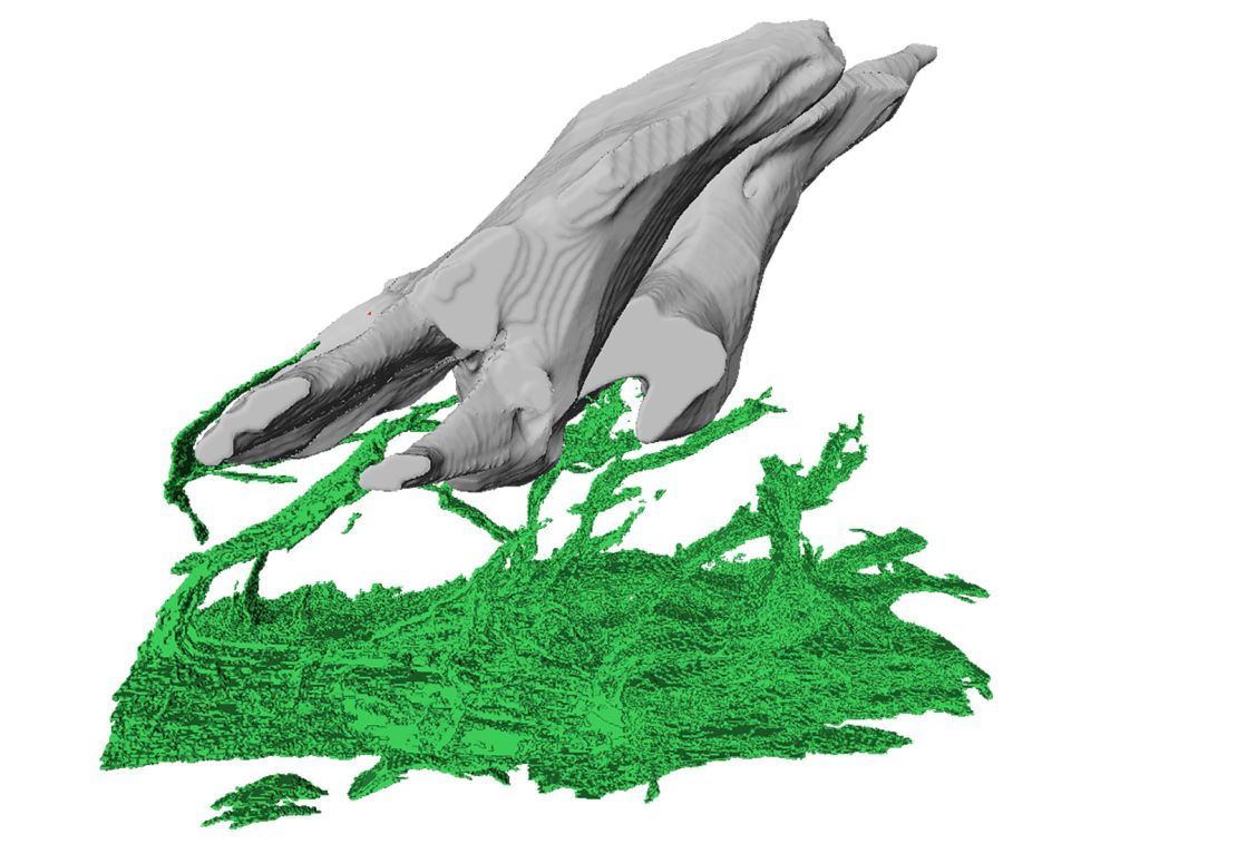 A scan of a tooth-like odontode structure from suckermouth catfish fish, shows nerves (in green) that allow transmission of sensory information from the odontode to the nervous system.