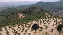 Olive oil 4.jpg