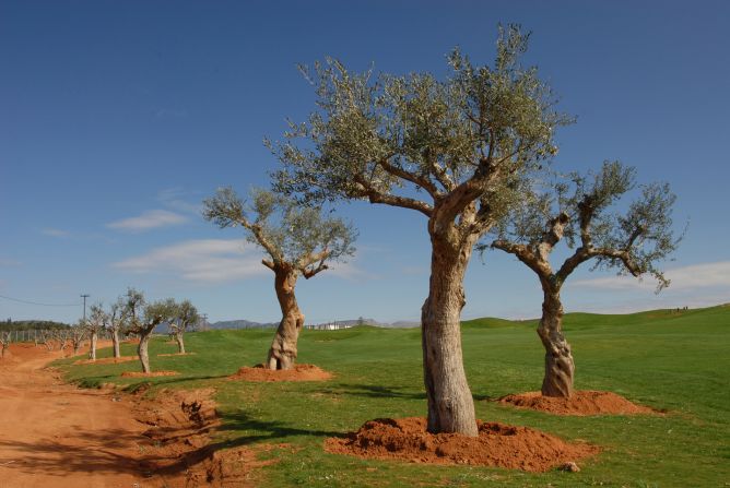 <strong>Sustainable ethos: </strong>Olive trees were moved and replanted over the course of developing Costa Navarino.