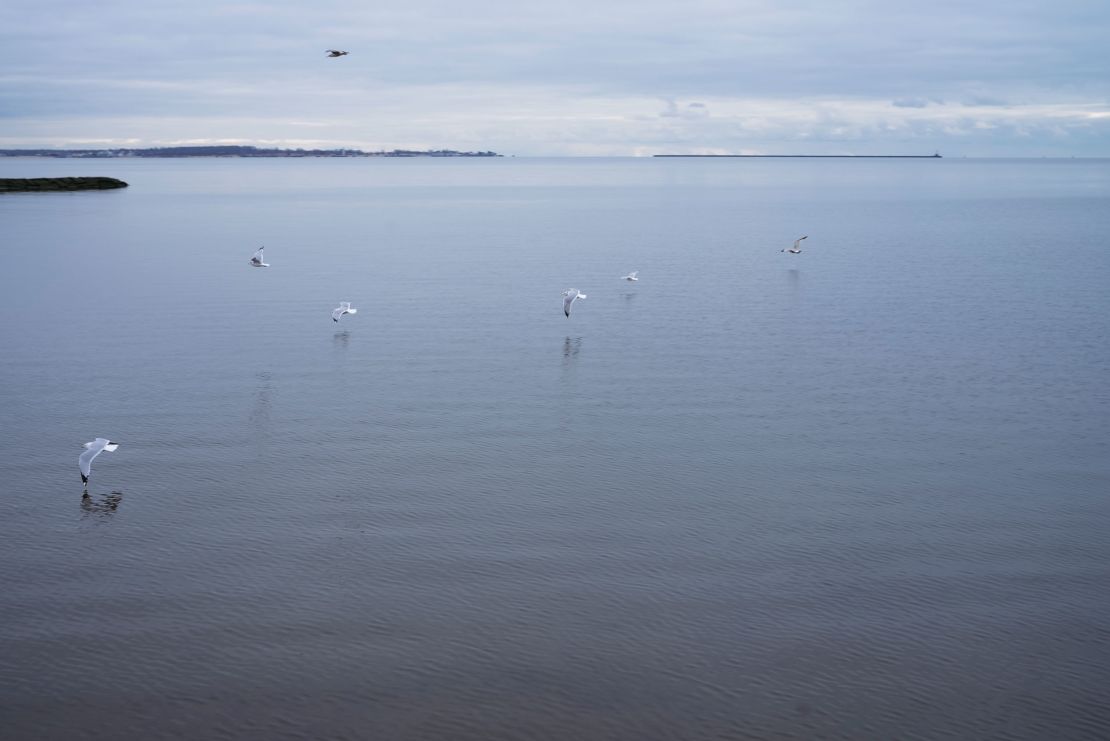 Seagulls fly along the Connecticut shoreline in West Haven, Connecticut.