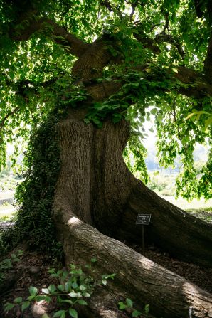 <strong>Smith College:</strong> One of the most beautiful spots in Northampton is Smith's campus, designed by Frederick Law Olmsted. In addition to an exquisite botanic garden and arboretum, the campus also boasts a waterfall and riverfront walking trail.