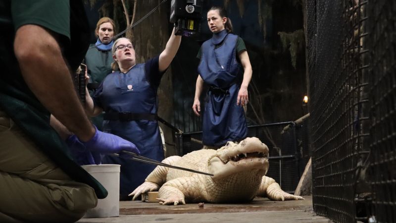 Алигатор в зоопарк в Омаха Небраска се нуждаеше от спешна