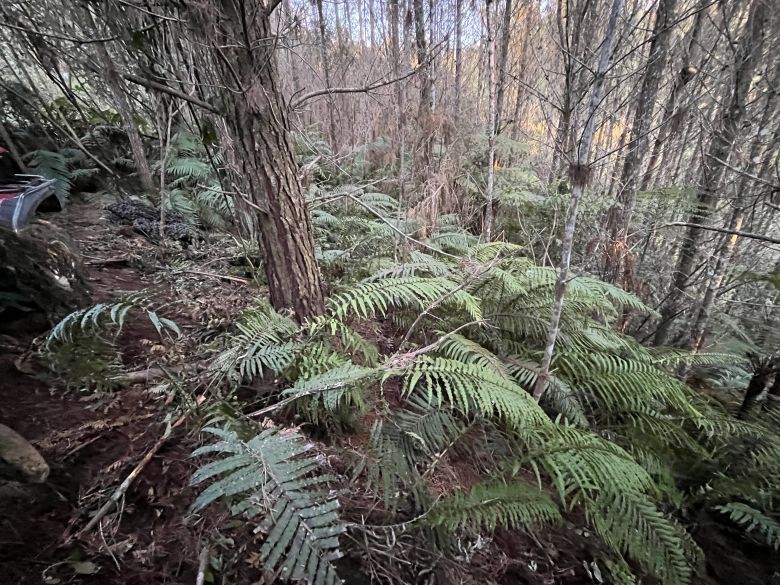 The bushland where Tom Phillips' campsite was found by police on September 8, 2025.