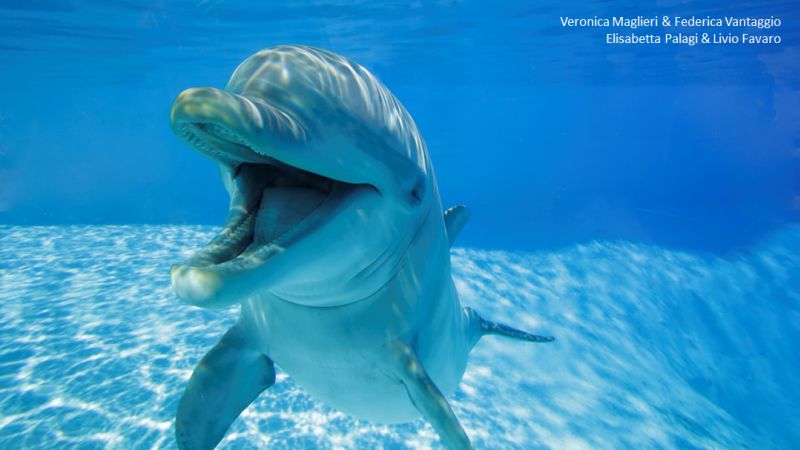 According to a study, dolphins “smile” at each other while playing to avoid misunderstandings