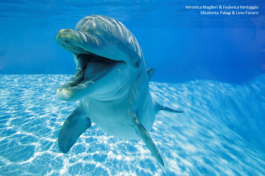 Almost all of the "smiles" were recorded when the dolphins were playing with each other rather than with their human trainers or on their own.