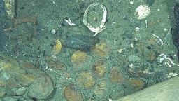 Cobs in the San José Galleon shipwreck in the Colombian Caribbean.