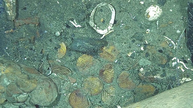 Cobs in the San José Galleon shipwreck in the Colombian Caribbean.