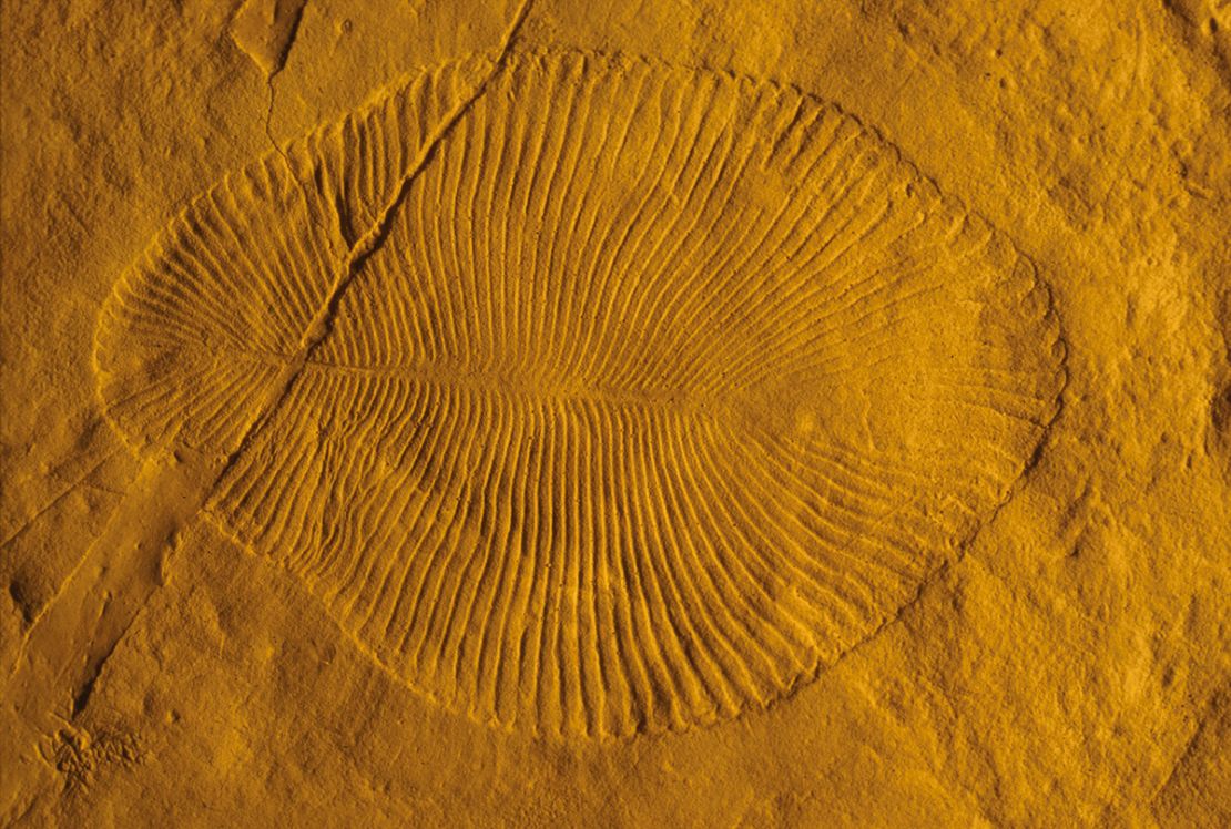 A photograph shows a cast of a 560 million-year-old Dickinsonia costata fossil found in South Australia. At more than a meter in length, the creature is the largest known animal from that period.