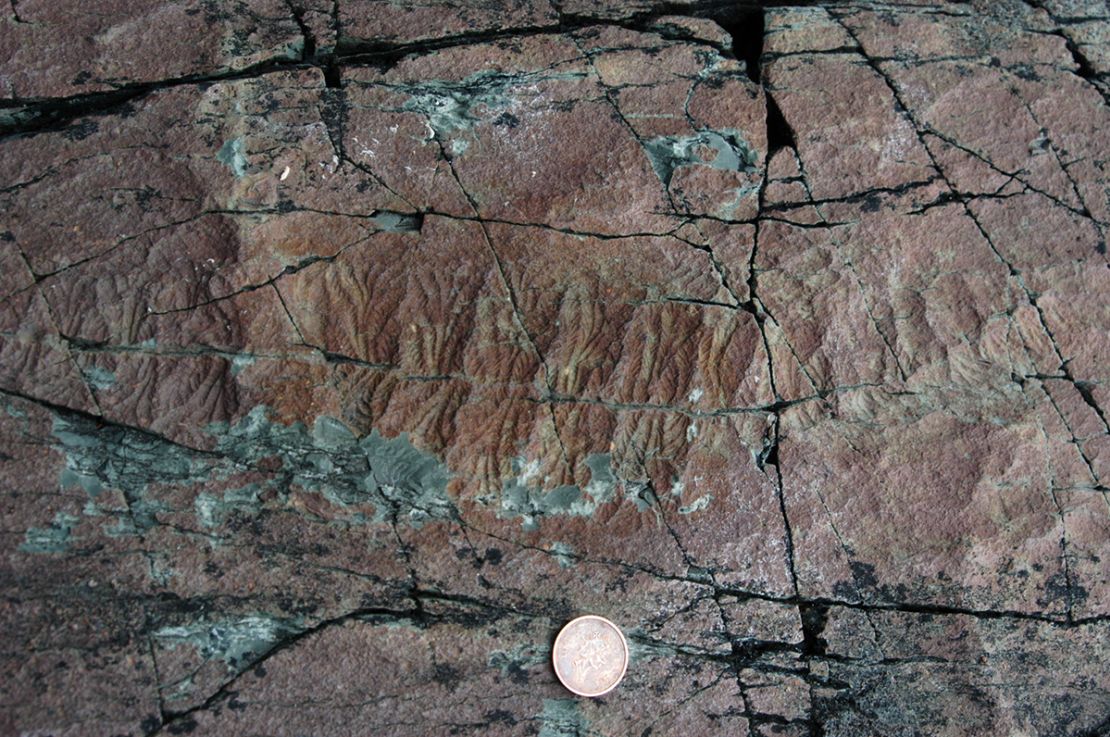Um fóssil de 565 milhões de anos de um animal Ediacarano, chamado Fractofusus misrai, foi encontrado na Formação Mistaken Point em Newfoundland, Canadá.