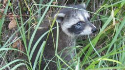 Procyon lotor Raccoon, North Carolina, June 2024
