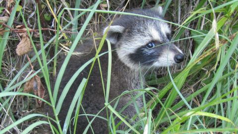 Procyon lotor Raccoon, North Carolina, June 2024